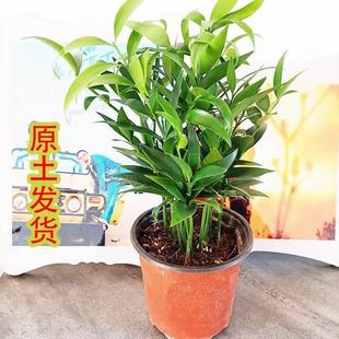 驱蚊竹盆栽新宠竹柏植物水养室内四季常青绿植花卉创意水培发财竹