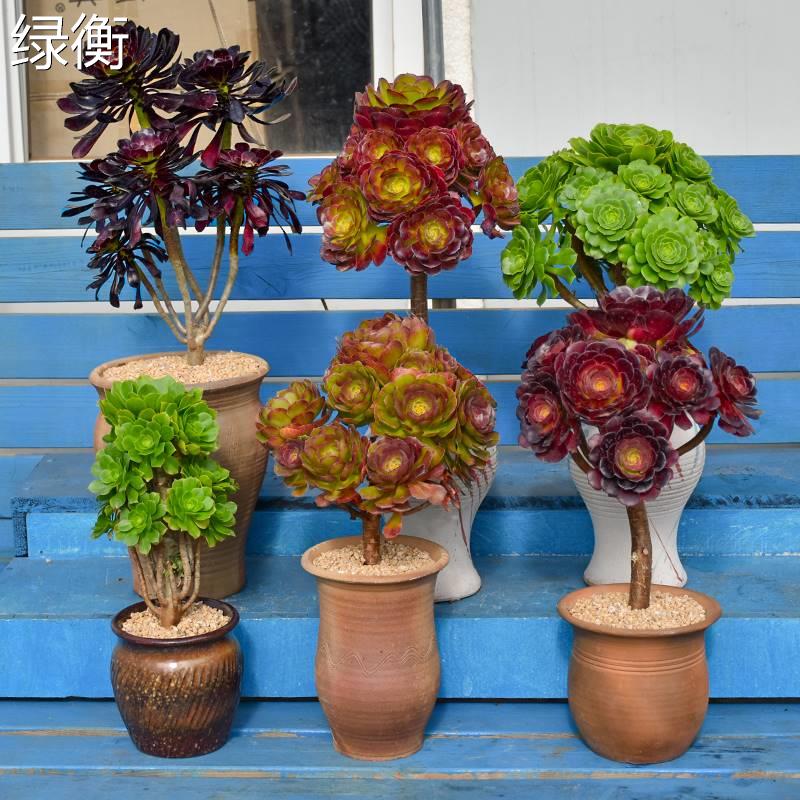 黑法师多肉植物老桩大颗好养圆叶玫瑰法师精品贵货稀有品种大老桩