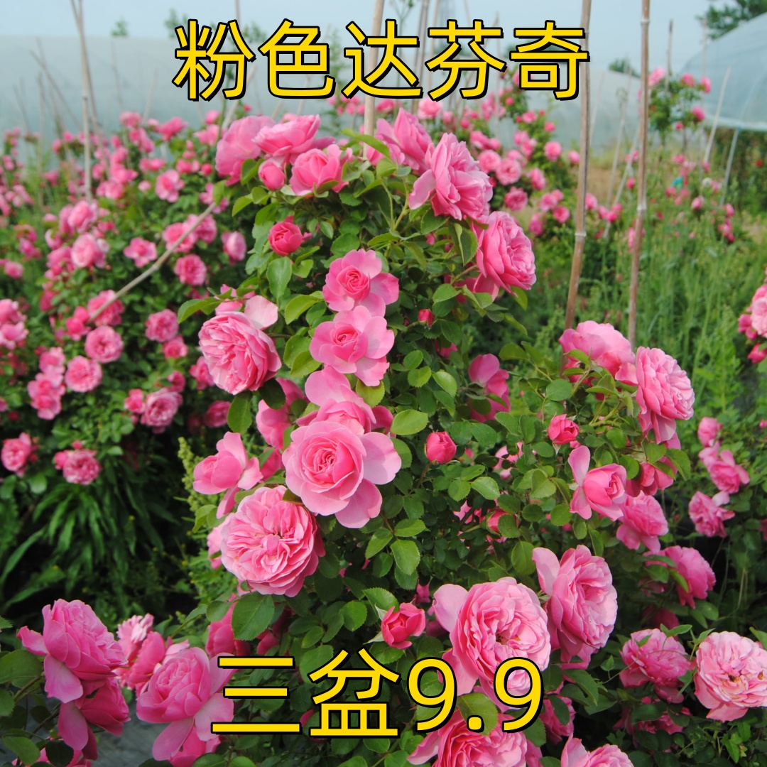 粉色达芬奇藤本月季花苗盆栽特大花浓