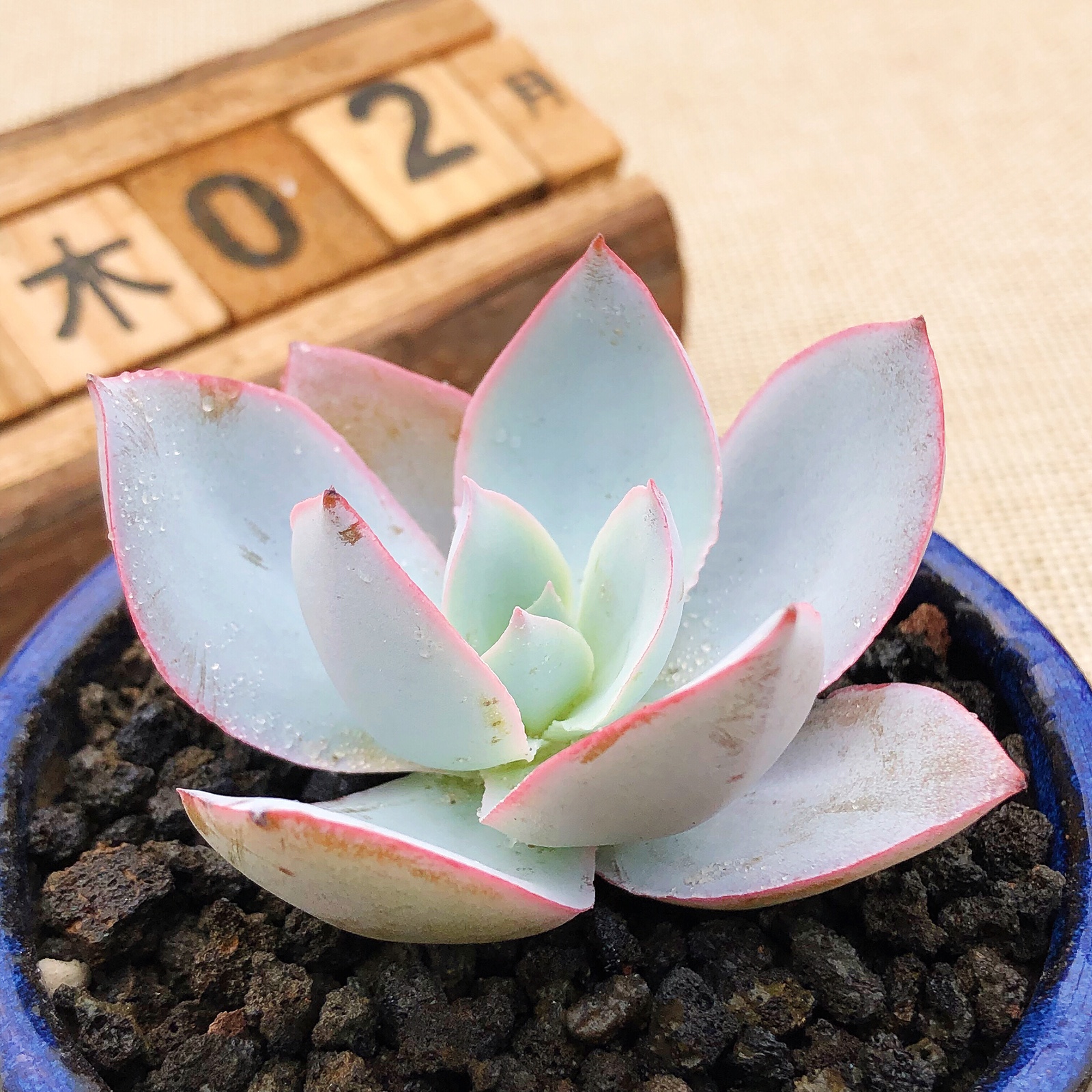 热销多肉植物 新手 四季_广寒宫单头叶展5-6厘米四季多肉多肉植物超萌