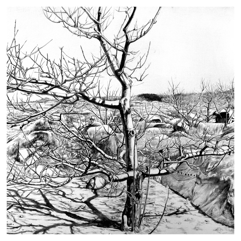 占山《果树之一》(中国)素描