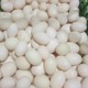 现货鸽子蛋孕妇儿童营养30枚包邮农家散养五谷杂粮新鲜正宗笨鸽蛋