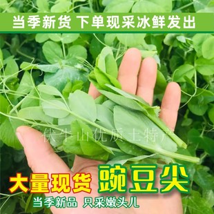 24年新鲜豌豆尖农家现货豌豆苗露天龙须菜营养特产蔬菜2斤装包邮