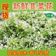 新鲜韭菜花农家鲜韭花蔬菜当季火锅蘸料食材时令花苞菜3斤装包邮