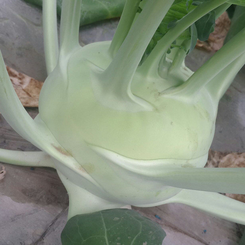 青苤蓝种子不留客玉蔓菁紫苤兰籽劈蓝土苤橄榄球大头疙瘩蔬菜种子