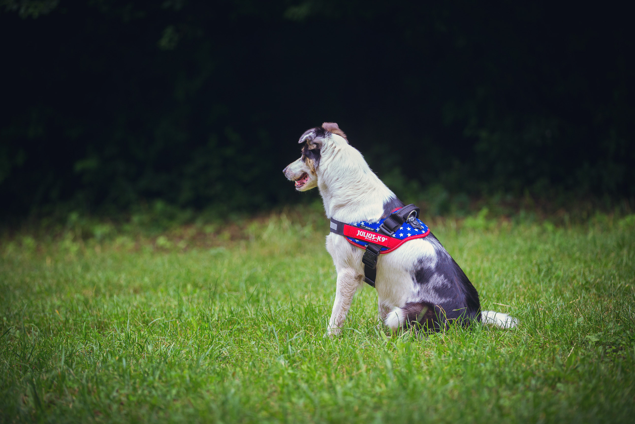 塞拉宠物德国进口julius k9胸背防爆冲护骨骼牵引舒适版国旗系列