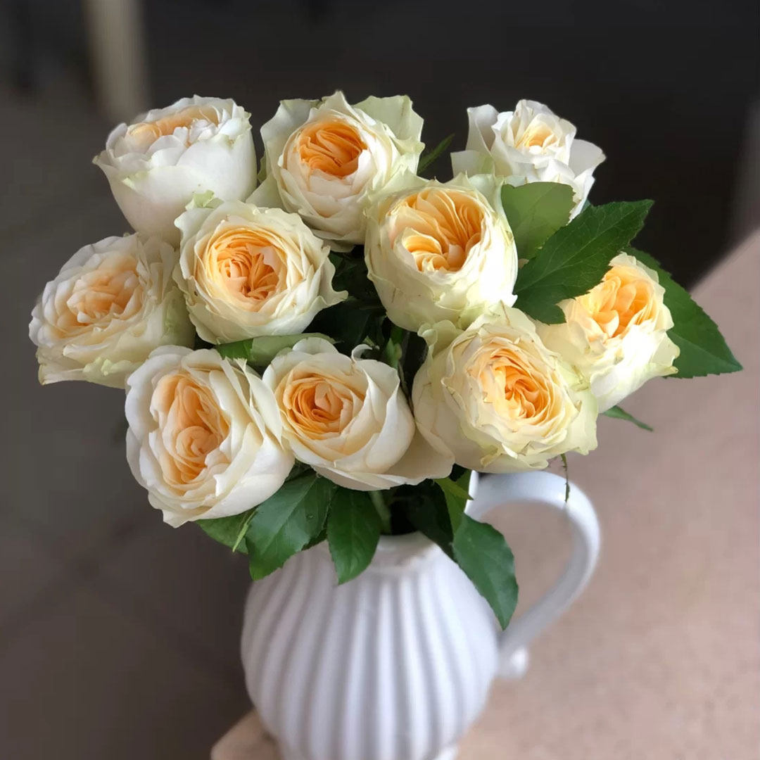 云南基地方德波尔格老约翰奶油杯暖玉猪小姐奥斯汀玫瑰鲜花水养