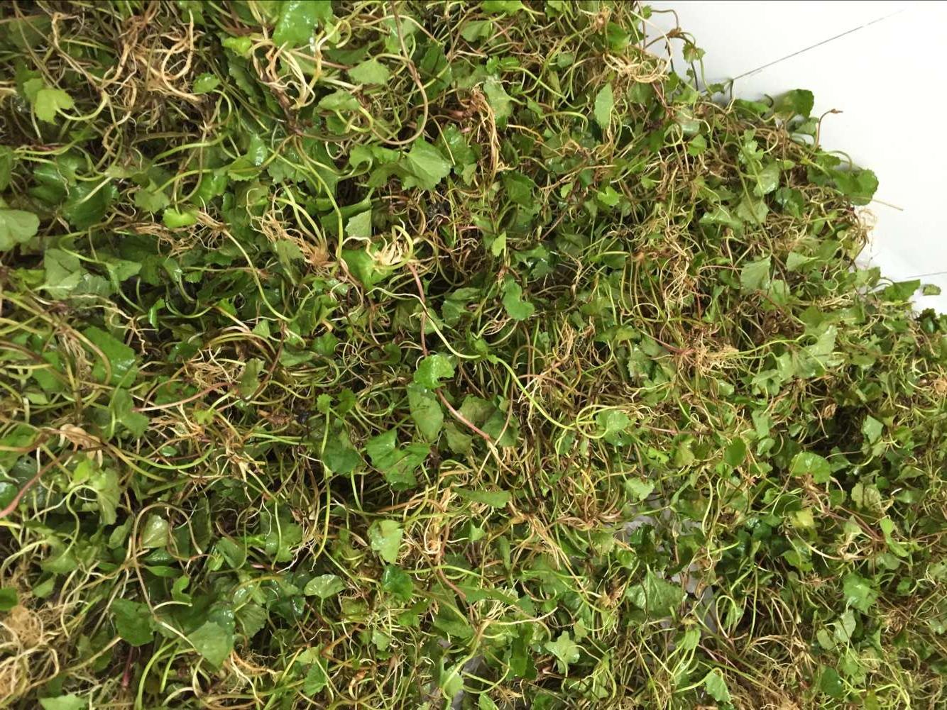 小叶金钱草化结石草 野生积雪草 秒杀新鲜积雪草