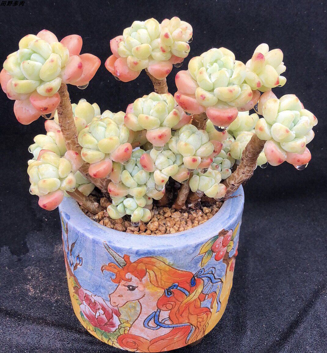 特价罗琦老桩一物一拍_罗琦老桩劳尔老桩优选多肉植物超萌肉肉田野