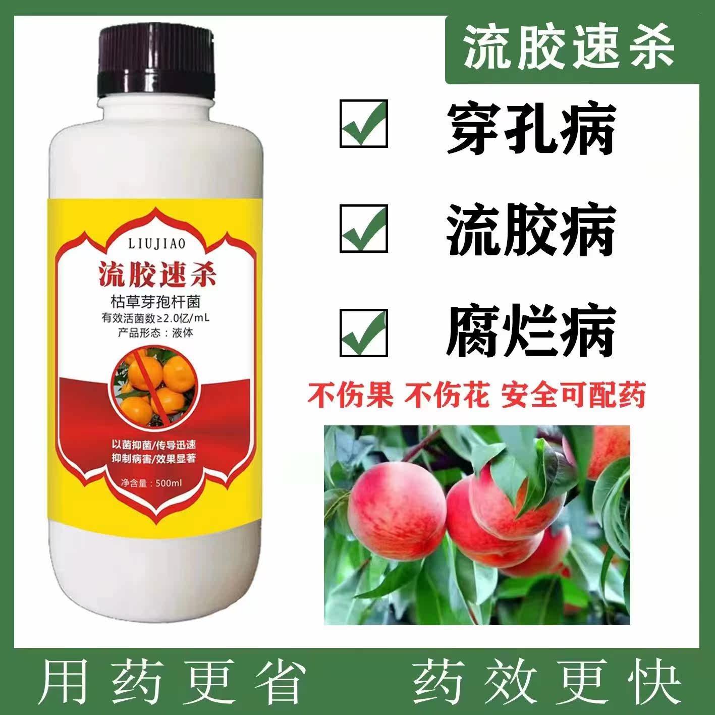 桃树流胶病药缩叶病炭蛆病褐腐穿孔病李子柑橘黄瓜流胶病专用