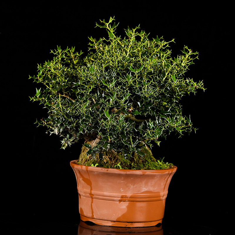 浙派盆景 原生 提根 小叶枸骨盆景