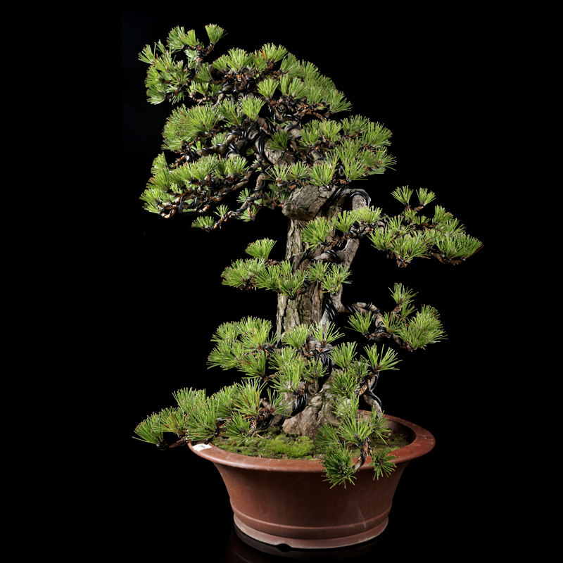 浙派盆景 黑松盆景 苍劲古朴