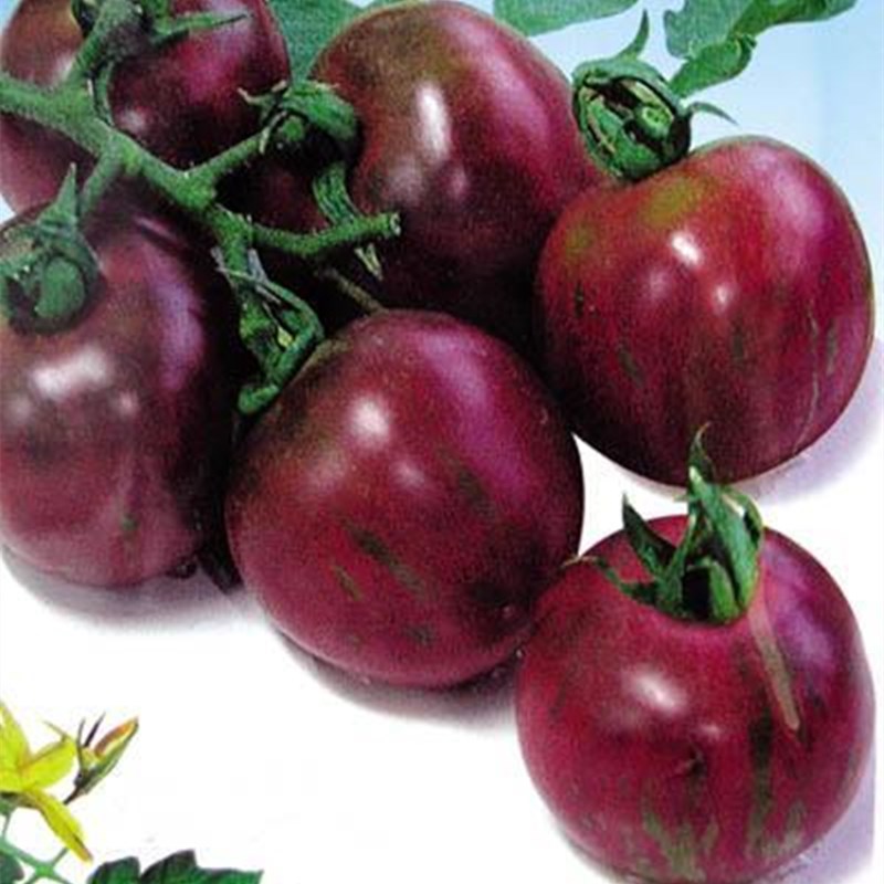 紫玉番茄西红柿种子寿光蔬菜种子紫西红柿种孑籽四季盆栽春季阳台