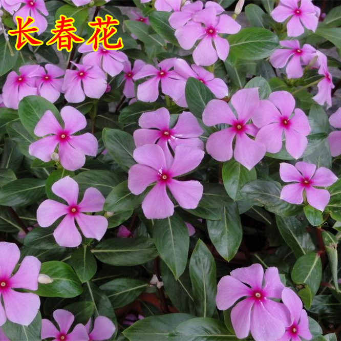 长春花种子花籽日日春种子四季开花耐旱易活阳台花籽盆栽庭院种孑在类目 鲜花速递/花卉仿真/绿植园艺, 花卉/蔬果/草坪种子(新), 家庭园艺种子中 - 来自Buy2taobao.com提供专业的淘宝代购服务
