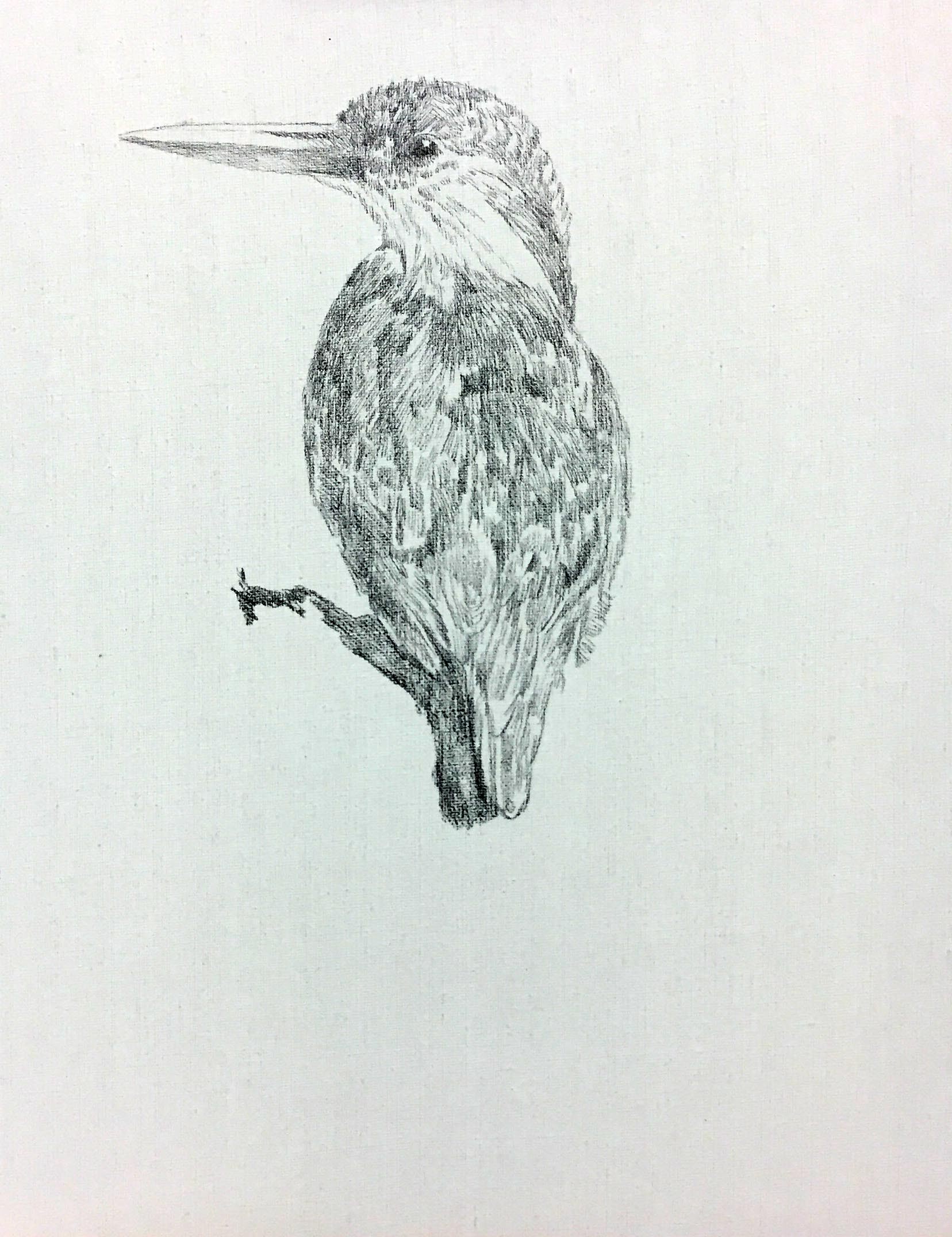 姚慧铅笔素描《翠鸟》配内框(有作画过程图)