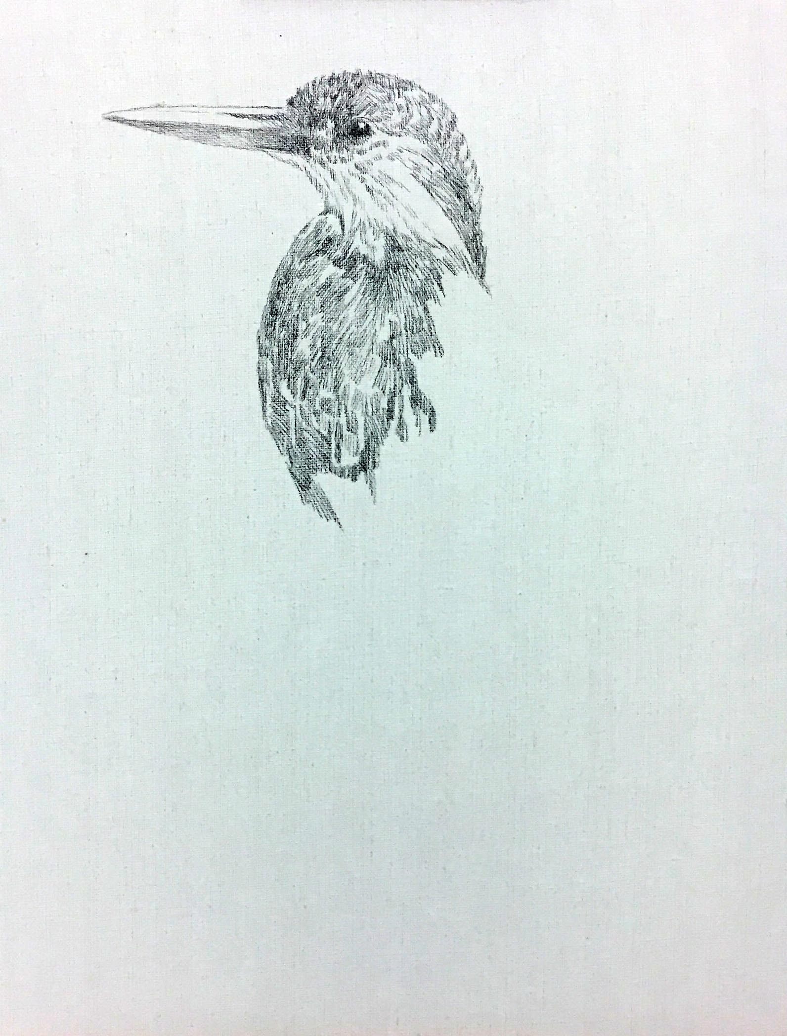 姚慧铅笔素描《翠鸟》配内框(有作画过程图)