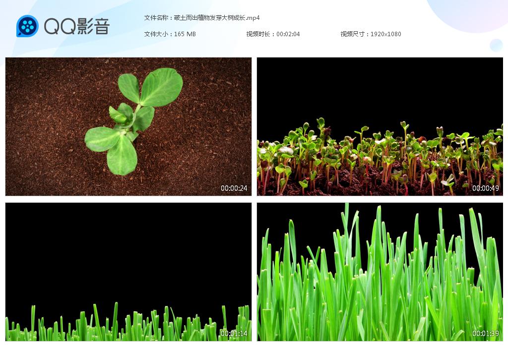 植物生长破土而出种子发芽大树成长春天树木视频设计素材