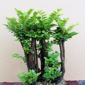 名贵黑骨檀盆景 小叶紫檀盆栽 室内桌面常青吸甲醛绿植鲜活包邮