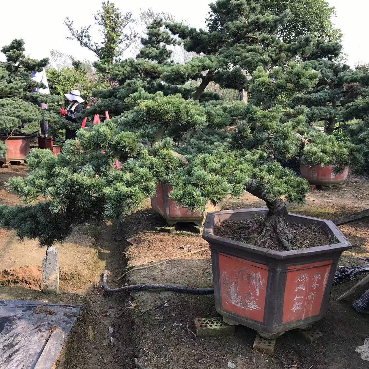 御清泰盆景的优惠券大全—一物一拍大型五针松盆景庭院绿化造型老盆