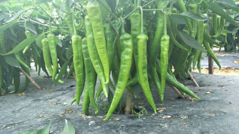 湖南辣椒苗湘研15号牛角椒苗苦瓜苗黄瓜苗冬瓜苗丝瓜苗西红柿苗