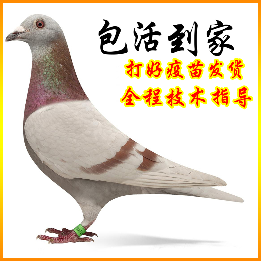 红二线鸽子活体鸽子活一对鸽子苗小鸽幼鸽信鸽肉种鸽赛鸽活物公母