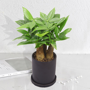 发财树土培绿植小盆栽植物办公室内盆景防辐射送礼花卉摇钱招财树