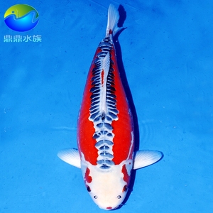 纯种日本邱翠德系宠物鱼