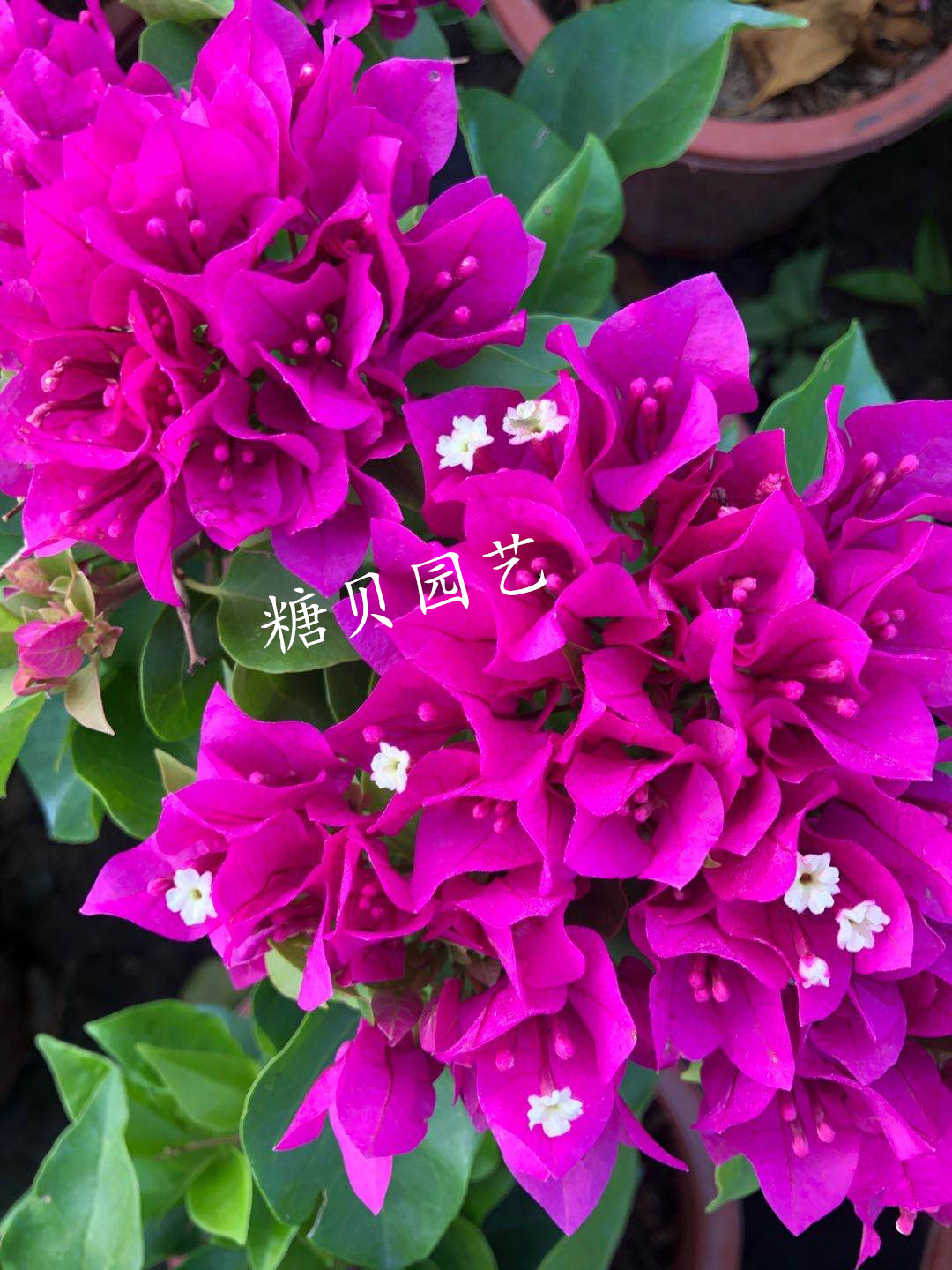 勤花玫瑰红三角梅爬藤植物盆栽带花盆客厅庭院四季开花新款包