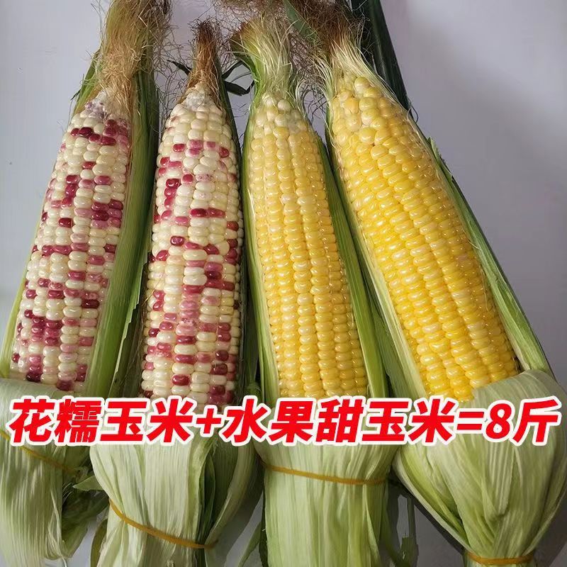 现摘广西新鲜花糯玉米加甜玉米共8斤