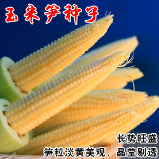 超甜水果玉米笋种子鲜食生吃小玉米籽嫩苞米早熟高产春秋四季种