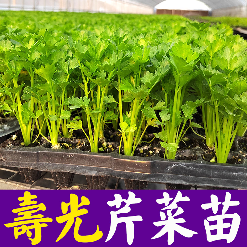 寿光西芹苗四季小香芹秧苗优质芹菜苗南北方阳台盆栽种蔬菜种籽苗