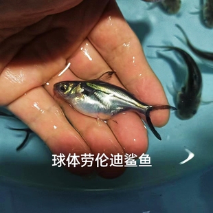 劳伦迪鲨鱼热带观赏鱼大型鱼淡水鱼水族宠物鱼白化蓝鲨活体鱼鲨鱼