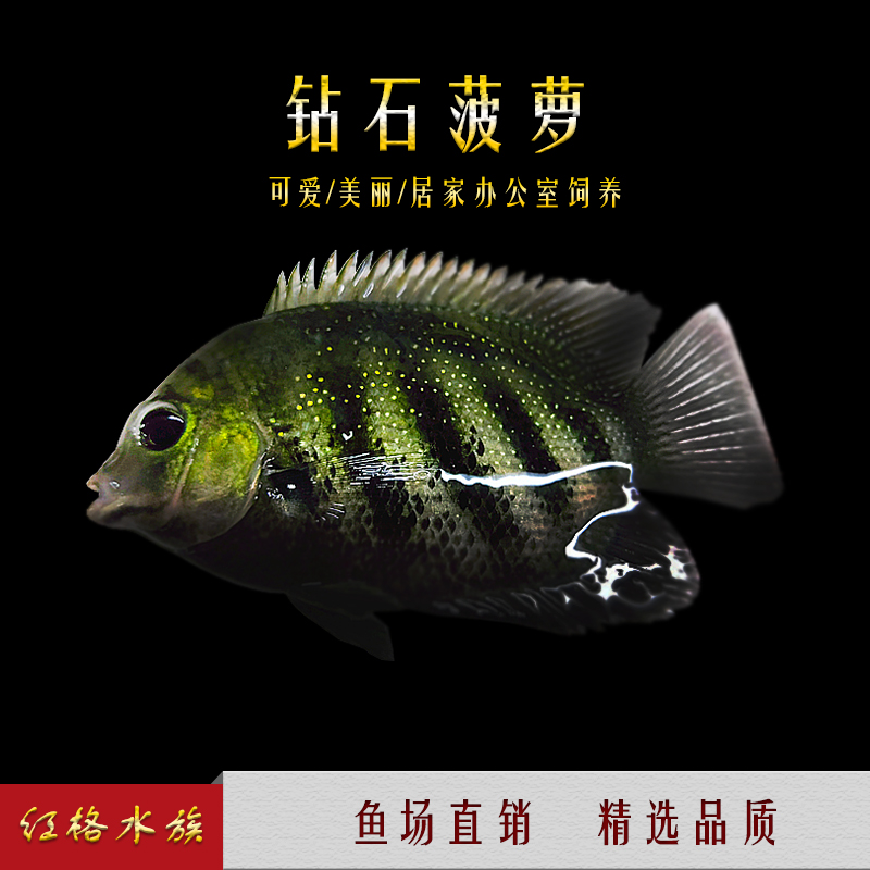 钻石菠萝鱼红肩绿菠萝喷点菠萝鱼耐养易活中大型热带鱼观赏鱼鱼苗已售