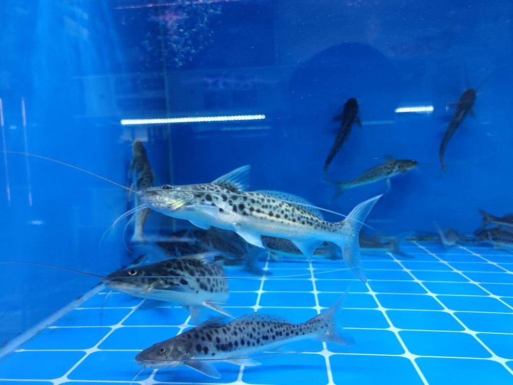 东沙鸭嘴鱼活体沙东鸭嘴鱼南美洲进口鱼大型热带凶猛鱼观赏鱼宠物