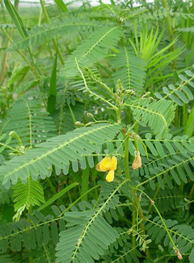 田菁种子碱青涝豆果园绿肥草种子四季牧草籽田青子紫