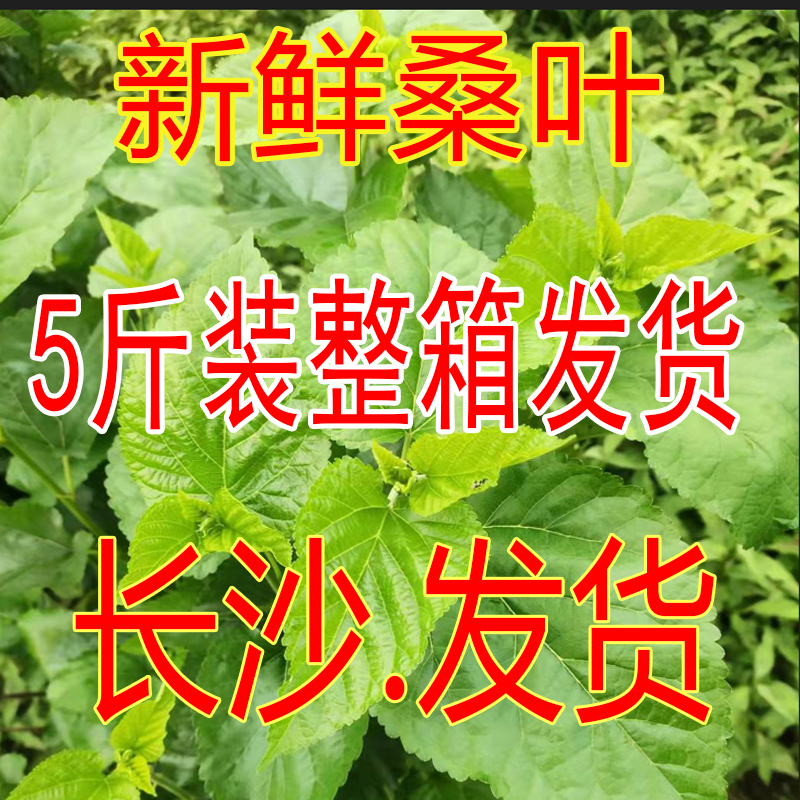 长沙 新鲜桑叶5斤 整箱发货 蚕宝宝口粮 大小蚁蚕食物