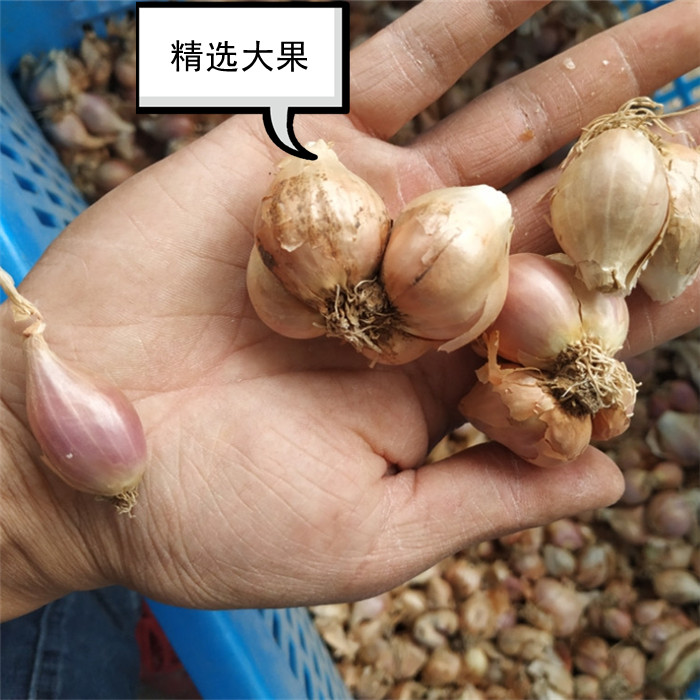 【精選大果】新鮮紅蔥頭小香蔥頭種幹蔥可做油蔥酥鹵肉飯在類目 水產肉類/新鮮蔬果/熟食, 新鮮蔬菜/蔬菜製品, 新鮮蔬菜, 其它中 - 來自Buy2taobao.com提供專業的淘寶代購服務