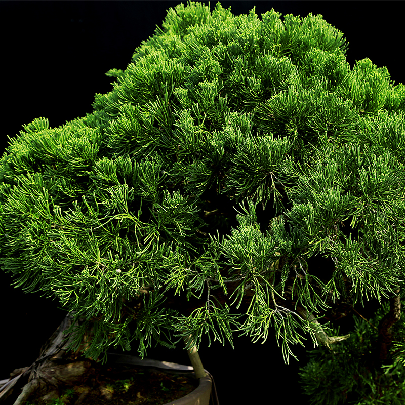 盆景大师袁梦蛟作品 四季如春 杭派盆景 地龙柏大型盆景