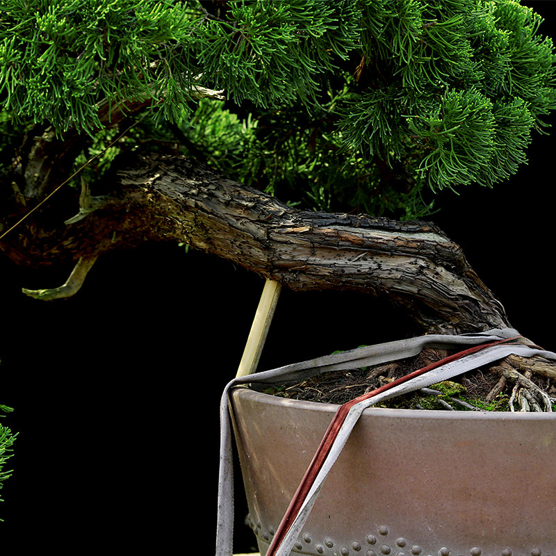 盆景大师袁梦蛟作品 四季如春 杭派盆景 地龙柏大型盆景