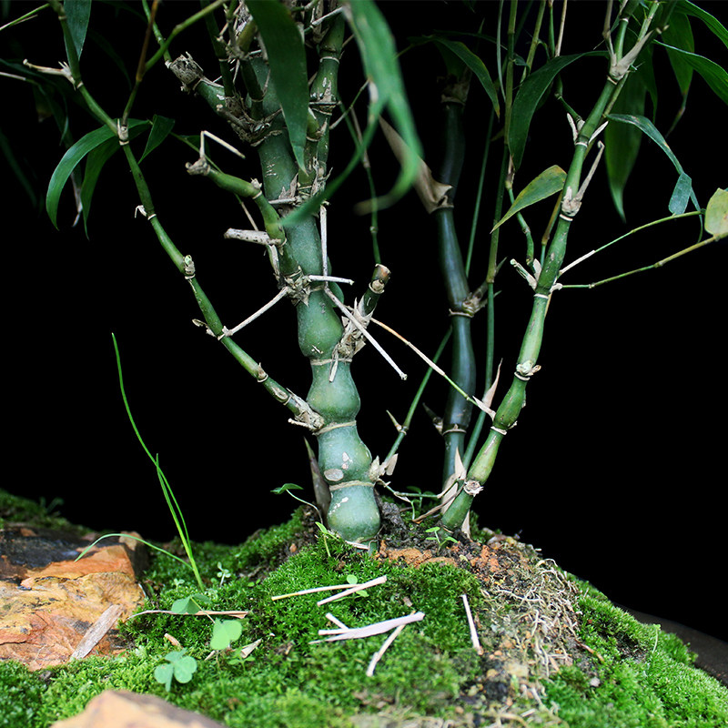 盆景大师袁梦蛟作品 瑶林仙境 杭派盆景 罗汉竹盆景