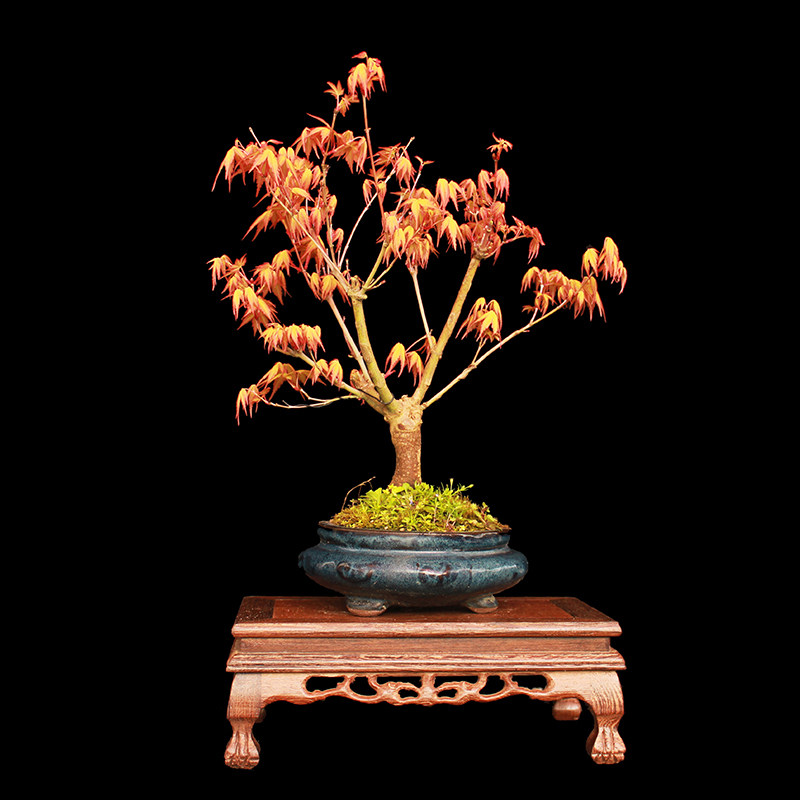 盆景大师袁梦蛟作品 金风玉露 杭派盆景 日本黄金枫橙之梦盆景