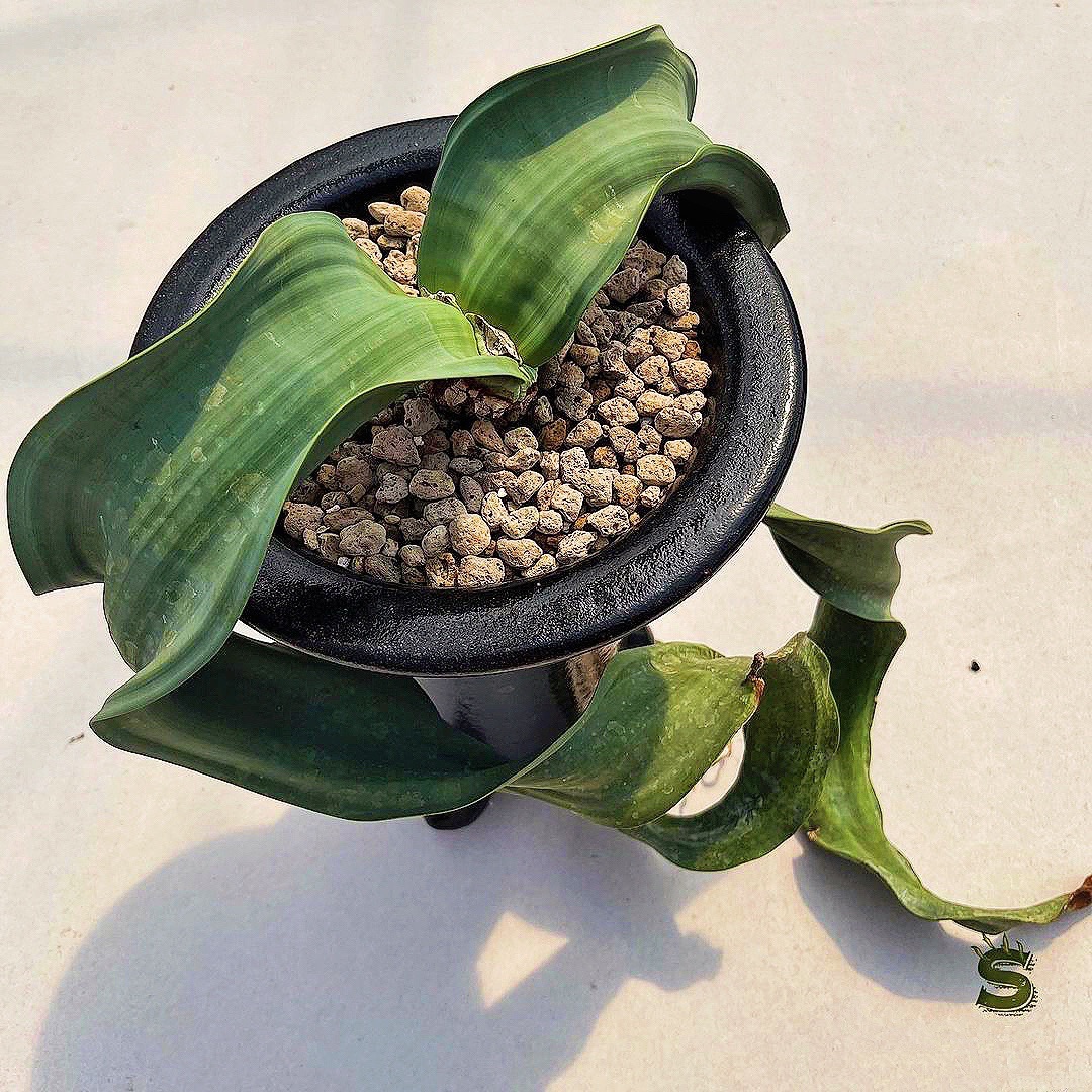 百岁兰 Welwitschia m