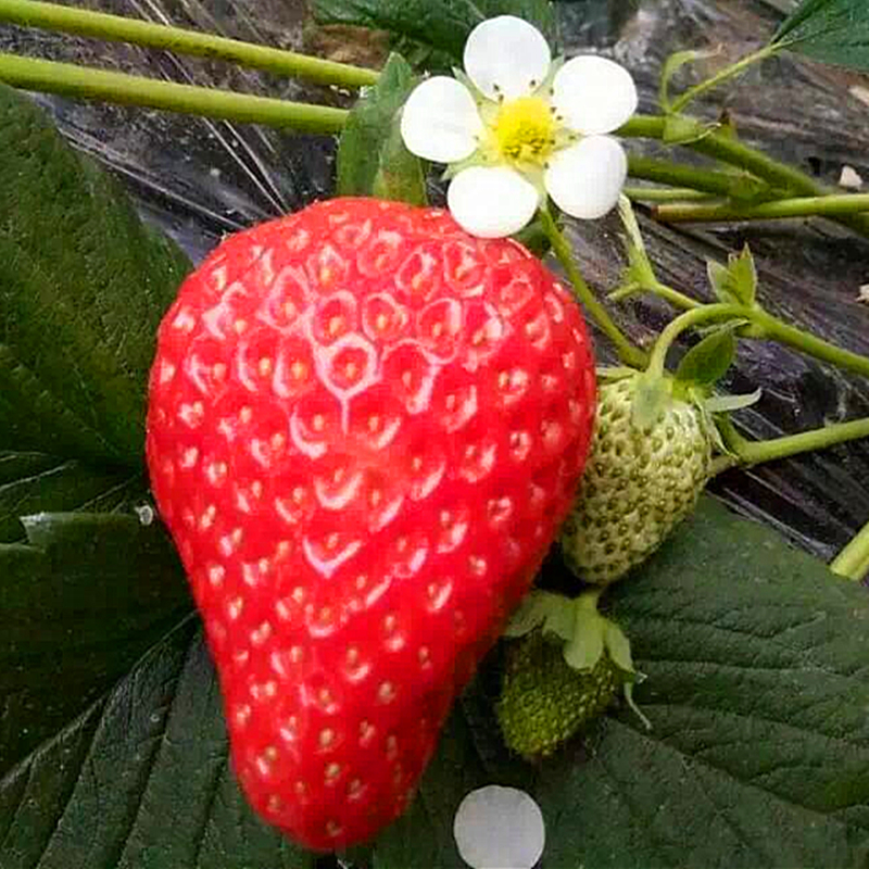 Dandong strawberry fresh fruit Ninety-nine cream Long Straw strawberry 3 pounds Liaoningin the Aquatic meat/Fresh fruits and vegetables/Cooked , Fresh fruit , Strawberries category - from Buy2taobao.com to provide professional Taobao agent buy service