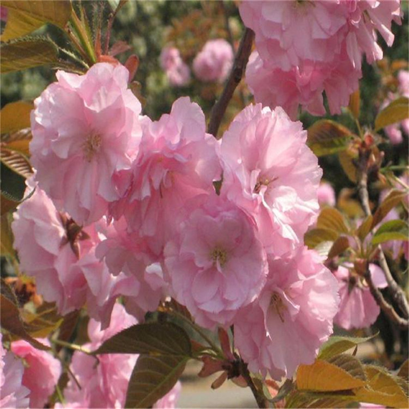 正宗日本樱花树苗庭院晚樱种植风景树盆栽植物景观树大型绿化苗木