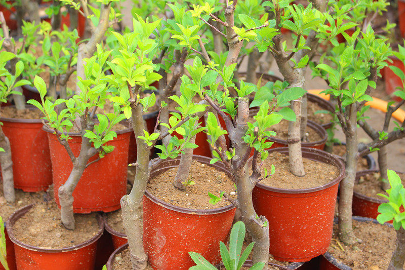 【天天特价】清理一批五年生 冬红果盆景冬红果盆栽果类盆景素材