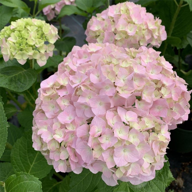 直立大花绣球 蓝色妈妈花园庭院耐阴花卉盆景 单瓣可调色