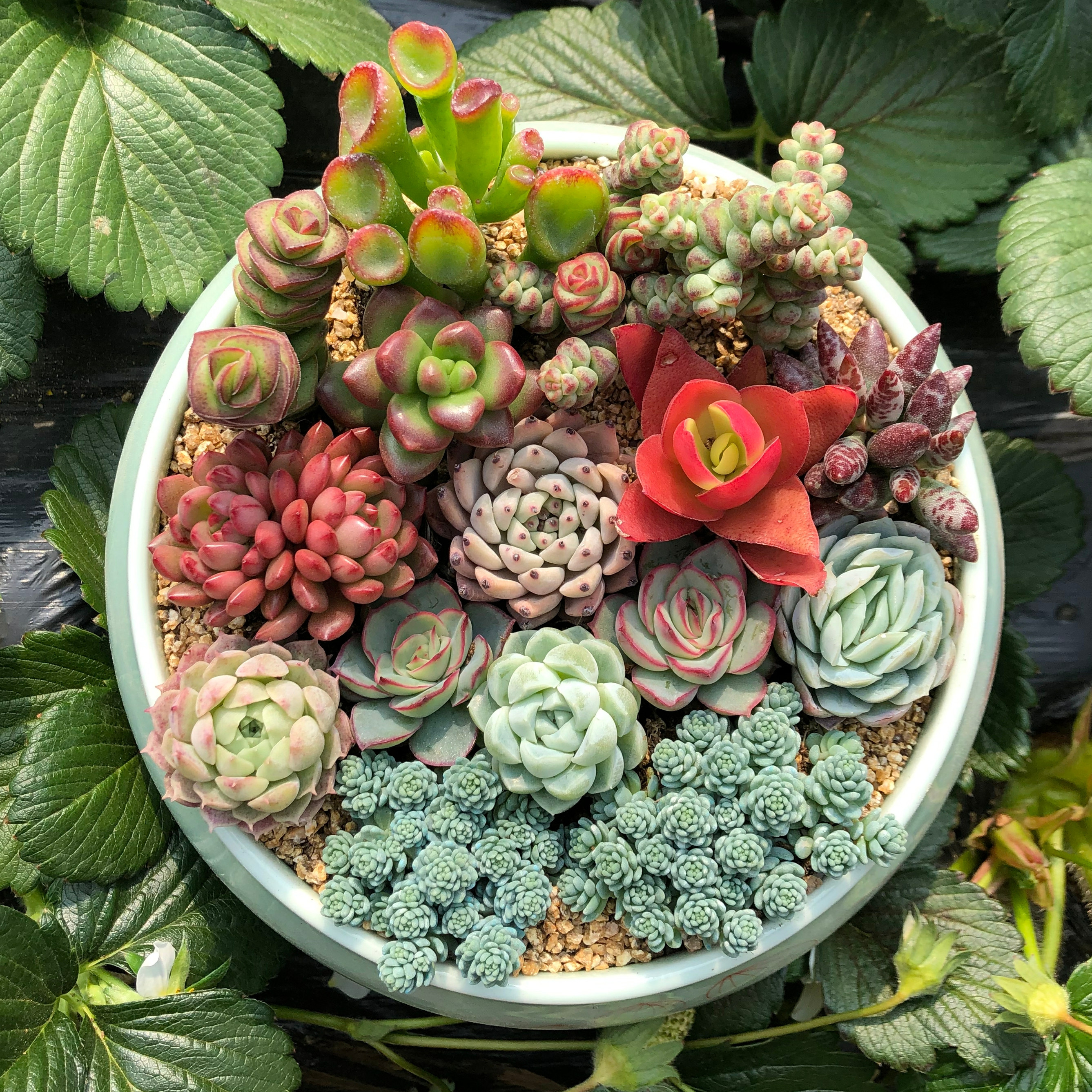 悠然花房新手多肉普货多肉大拼盘超萌多肉组合实拍带土发货