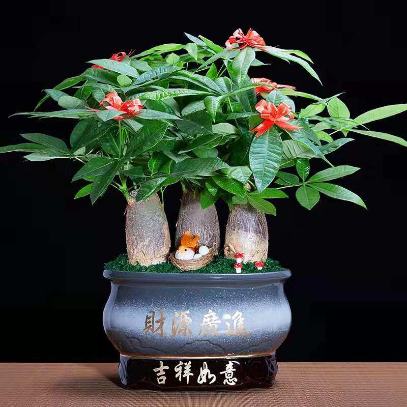 热销发财树组合