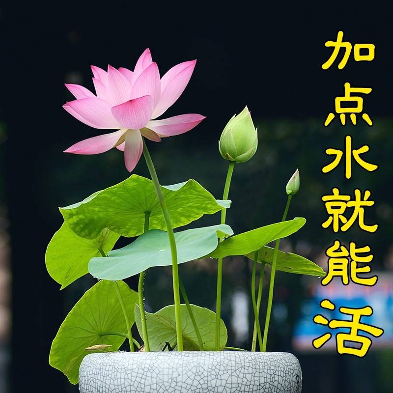 四季开花碗莲种子水培植物花卉室内水养莲花好养荷花客厅睡莲盆栽