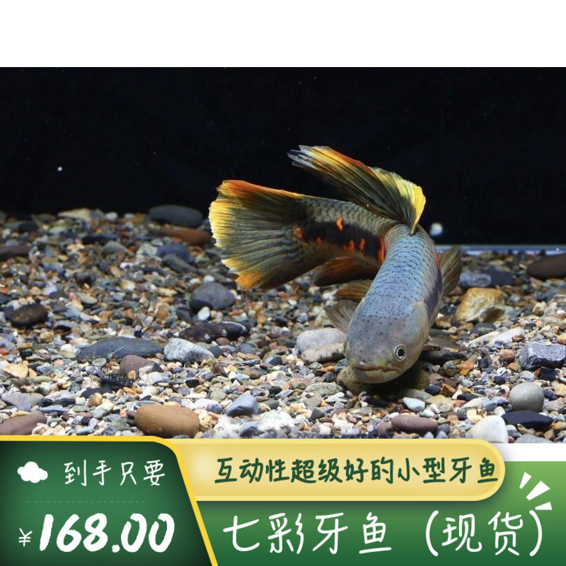 9梦幻海底水族马克土司进口活体食肉鹿齿猛热带鱼北京月销0件3元券